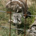 Baby Emu